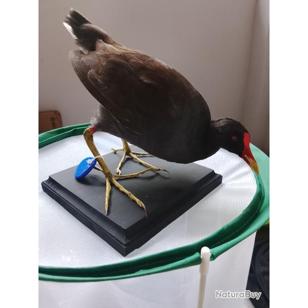 poule d'eau 1