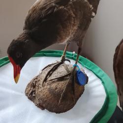 Poule d'eau
