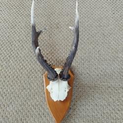 troph&eacute;e de brocard 6 cors , longueur bois 23 cm  ( port gratuit ) .