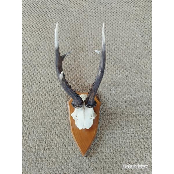 troph�e de brocard 6 cors , longueur bois 23 cm  ( port gratuit ) .