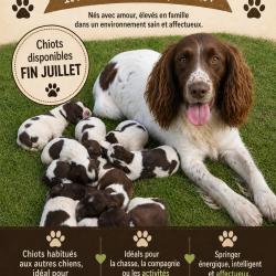 chiots springer &agrave; r&eacute;server