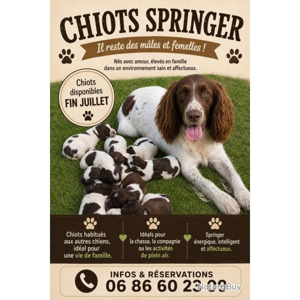 chiots springer � r�server