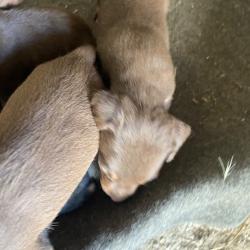 jagd terrier chocolat