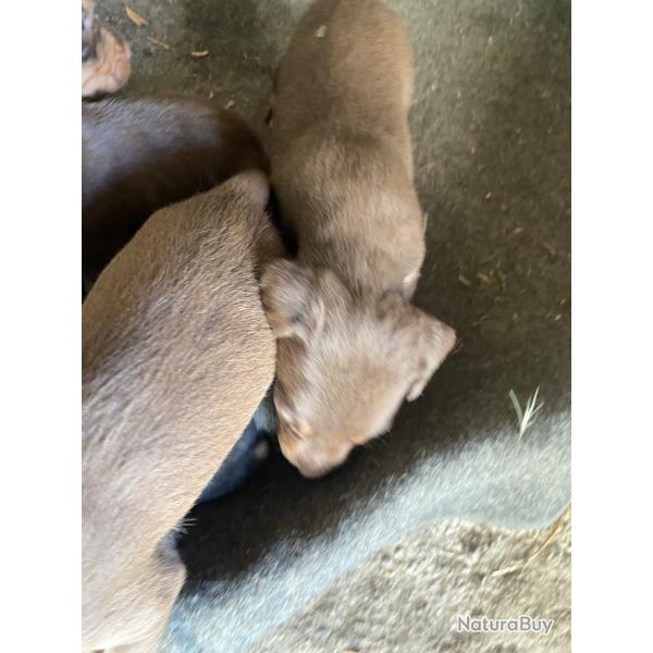 jagd terrier chocolat