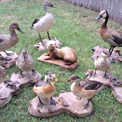 Taxidermie