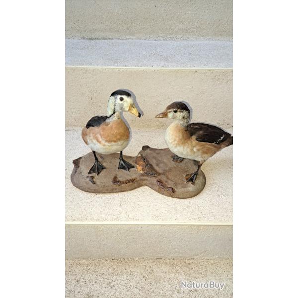 Taxidermie