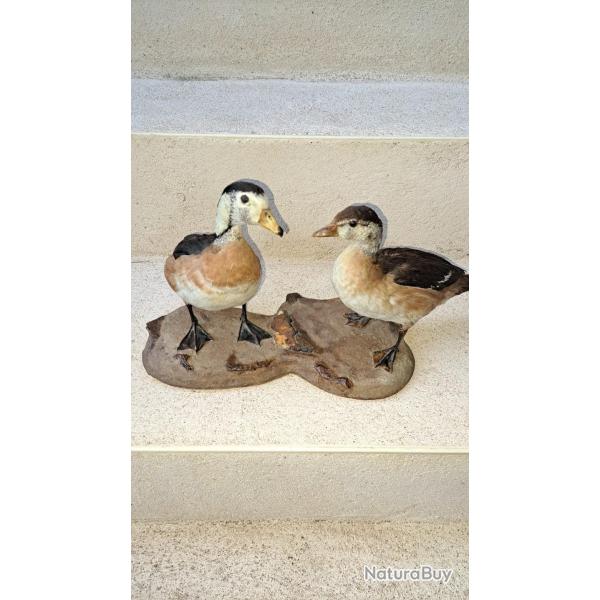 Taxidermie