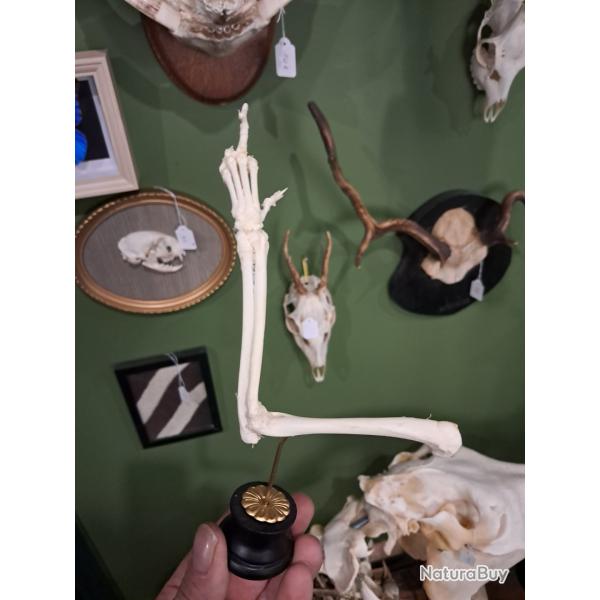 Patte de mammif�re (position humoristique)  sur socle ; ost�ologie ; montage ost�ologique #FS4