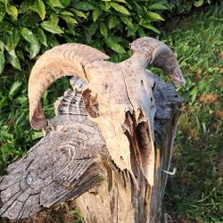 Cr&acirc;ne de b&eacute;lier #0602(3)