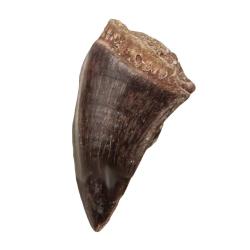 Dent fossile de mosasaure 3 &agrave; 4 cm