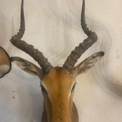 Impala