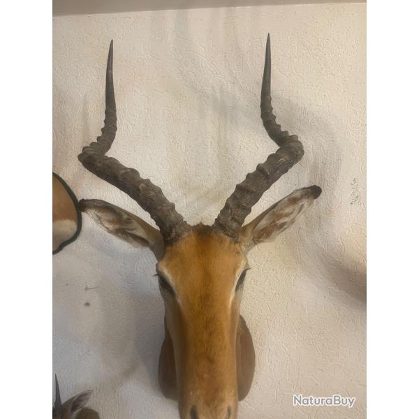 Impala