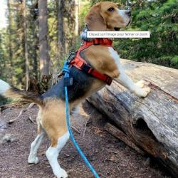 Laisse bleue en corde r&eacute;sistante pour chien