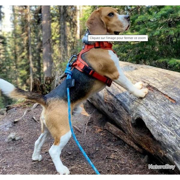 Laisse bleue en corde r�sistante pour chien