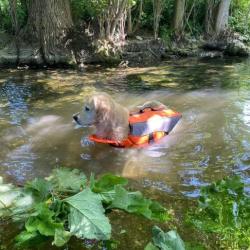 Gilet de sauvetage pour Chien - Orange fluo