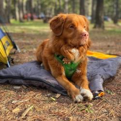 Sac de couchage pour chien
