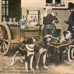 Carte postale: Anvers, Laiti&egrave;re flamande avec attelage de chiens -N&deg;8439