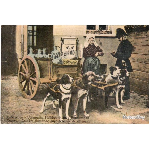 Carte postale: Anvers, Laiti�re flamande avec attelage de chiens -N�8439