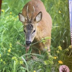 Lot de 5 &laquo;&nbsp;grande faune&nbsp;&raquo; magazine