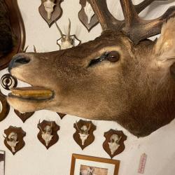Vieux cerf brame