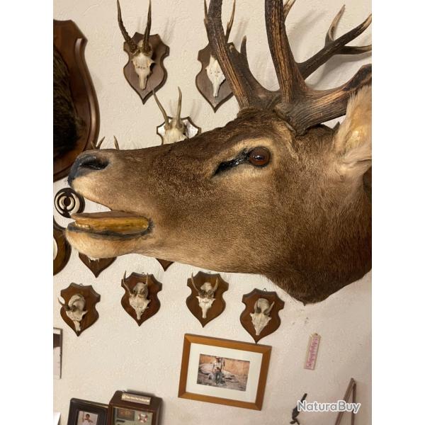 Vieux cerf brame