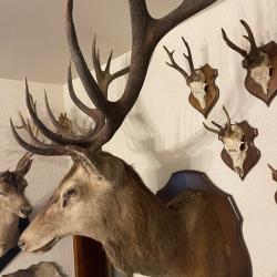 Cerf europ&eacute;en