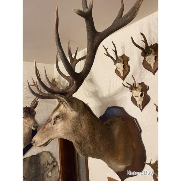 Cerf europ�en