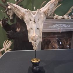Sacrum de vache sur socle