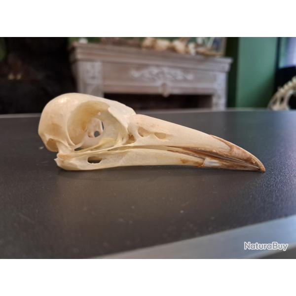 Cr�ne de Cassican fl�teur ; Gymnorhina Tibicen #5