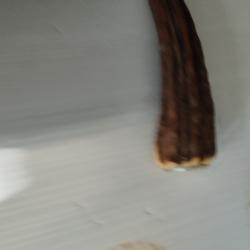 Manche pour couteau bois de cerf (8)