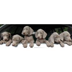 Superbes chiots m&acirc;les braques de Weimar