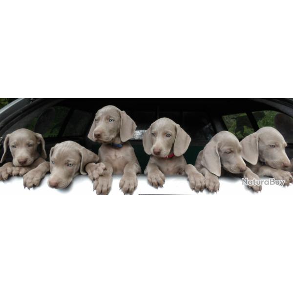 Superbes chiots m�les braques de Weimar