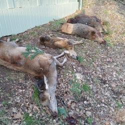 cherche partenaires chasse haut rhin sangliers cerfs chevreuils