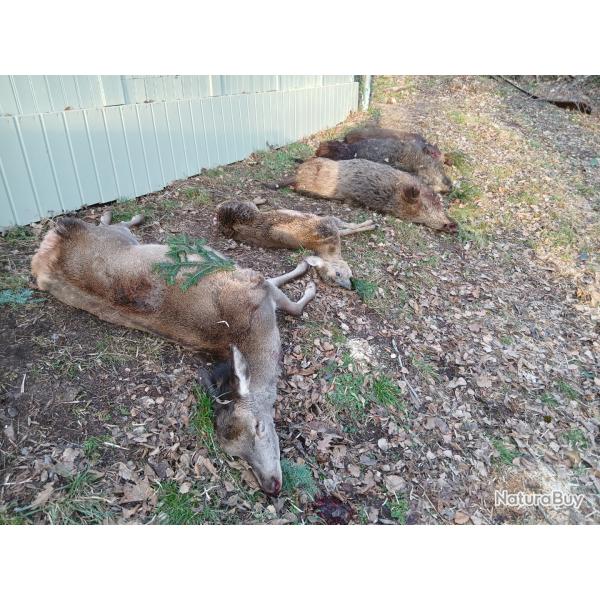 cherche partenaires chasse haut rhin sangliers cerfs chevreuils