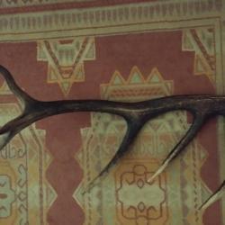 BOIS DE CERF 6 CORS VERNIS 60CM LIVRAISON GRATUITE