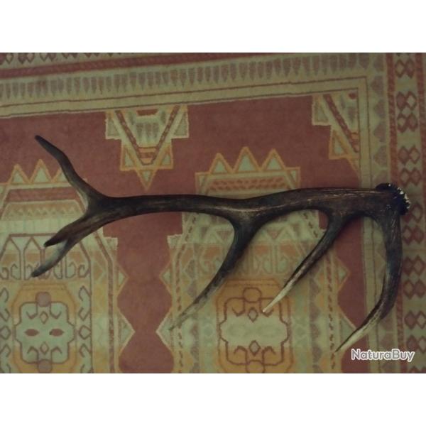 BOIS DE CERF 6 CORS VERNIS 60CM LIVRAISON GRATUITE