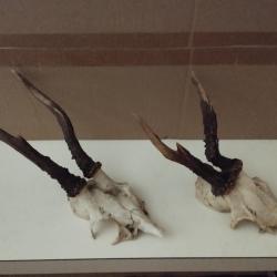 2 TROPHEE CHEVREUIL BROCARD BOIS15/17CM