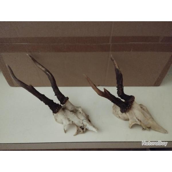 2 TROPHEE CHEVREUIL BROCARD BOIS15/17CM