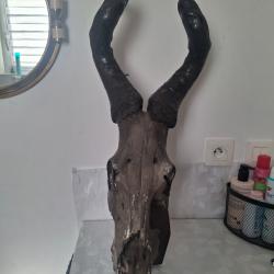 Trophee De Cr&acirc;ne d antilope africaine