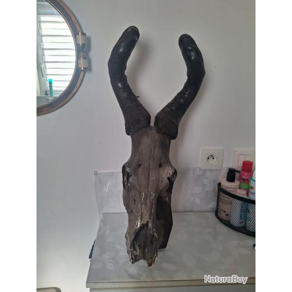 Trophee De Cr�ne d antilope africaine