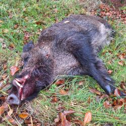 Action de chasse