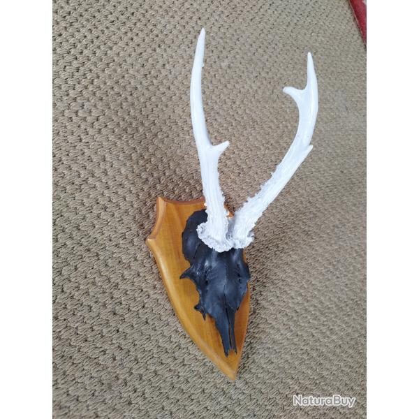 d�co . troph�e de brocard 6 cors peint en noir et blanc .