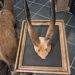 Cadre d&eacute;co cabinet de curiosit&eacute;s ; Nyala