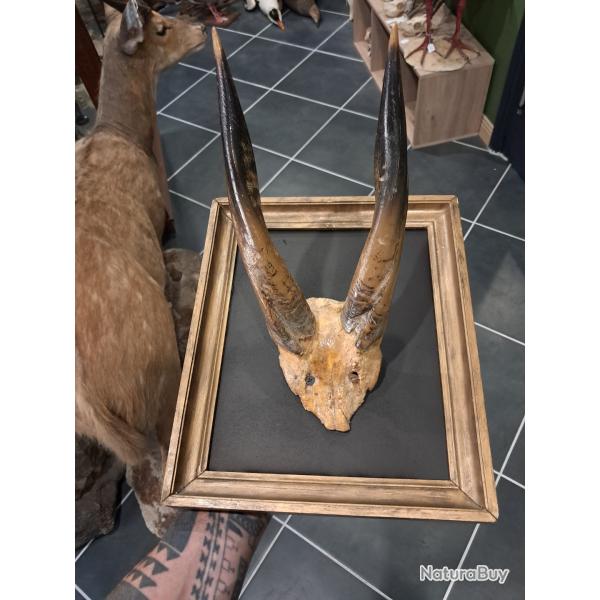 Cadre d�co cabinet de curiosit�s ; Nyala