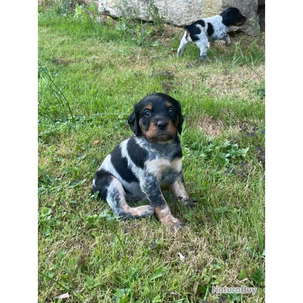 �pagneul breton tricolore LOF