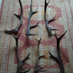 UN LOT DE BOIS CERF ENTRE 46 ET 75CM LIVRAISON GRATUITE