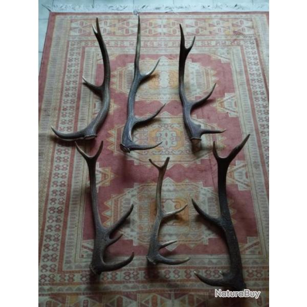 UN LOT DE BOIS CERF ENTRE 46 ET 75CM LIVRAISON GRATUITE