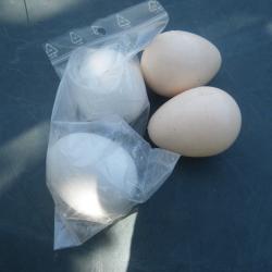 FAUX OEUFS POUR PIEGEAGE LOT DE 4