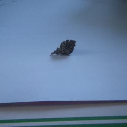BROCHE DE CHASSE FEUILLE DE CHENE