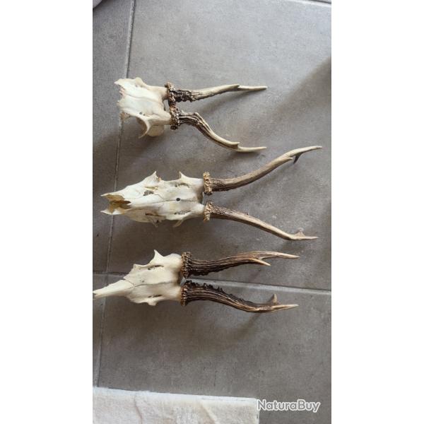 Cr�ne de chevreuils